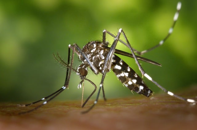 mosquito conrol