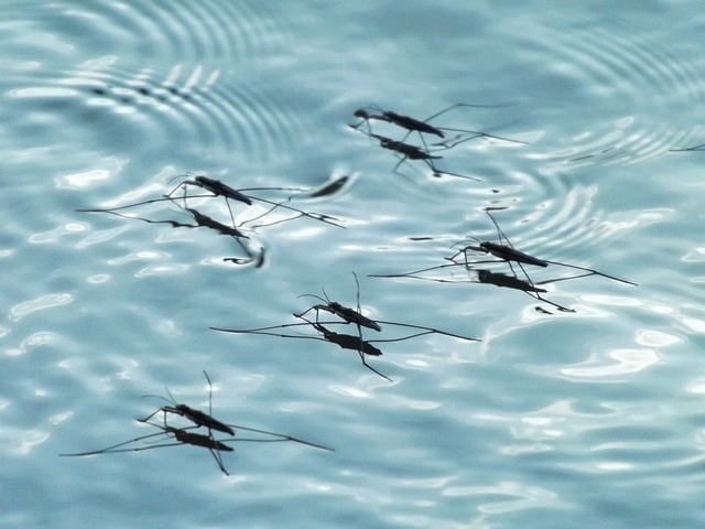 mosquito-in-water
