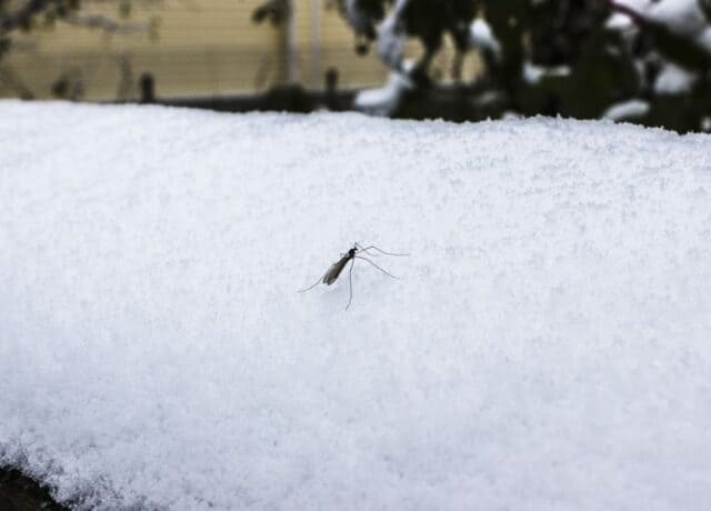 a single mosquito on top of snow during winter