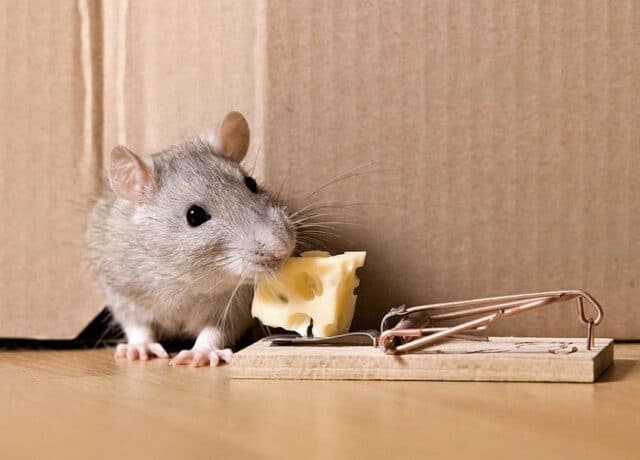 Mouse trap- rat
