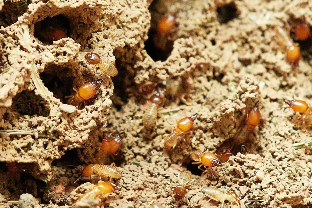 Closeup of a termite nest