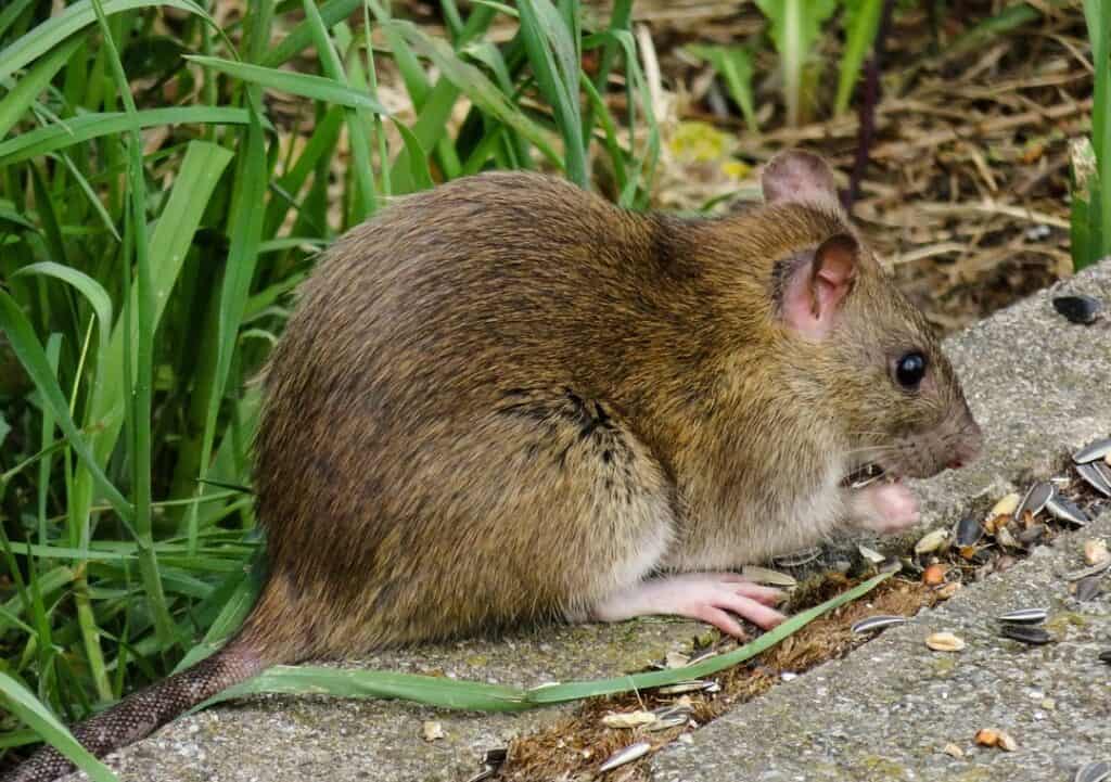 get rid of mice