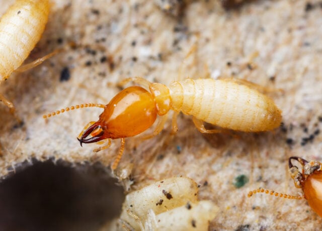 termite treatment