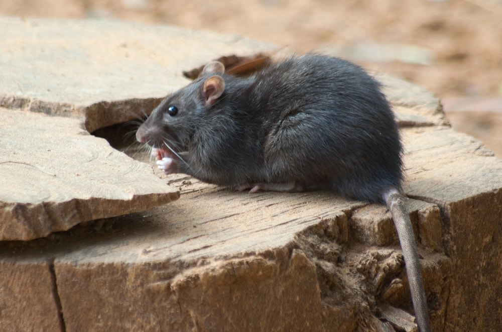 tree rats