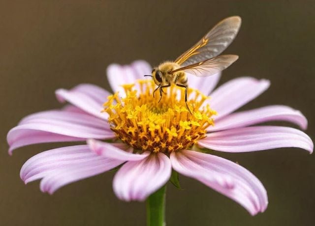 Mud daubers sitting on the flower