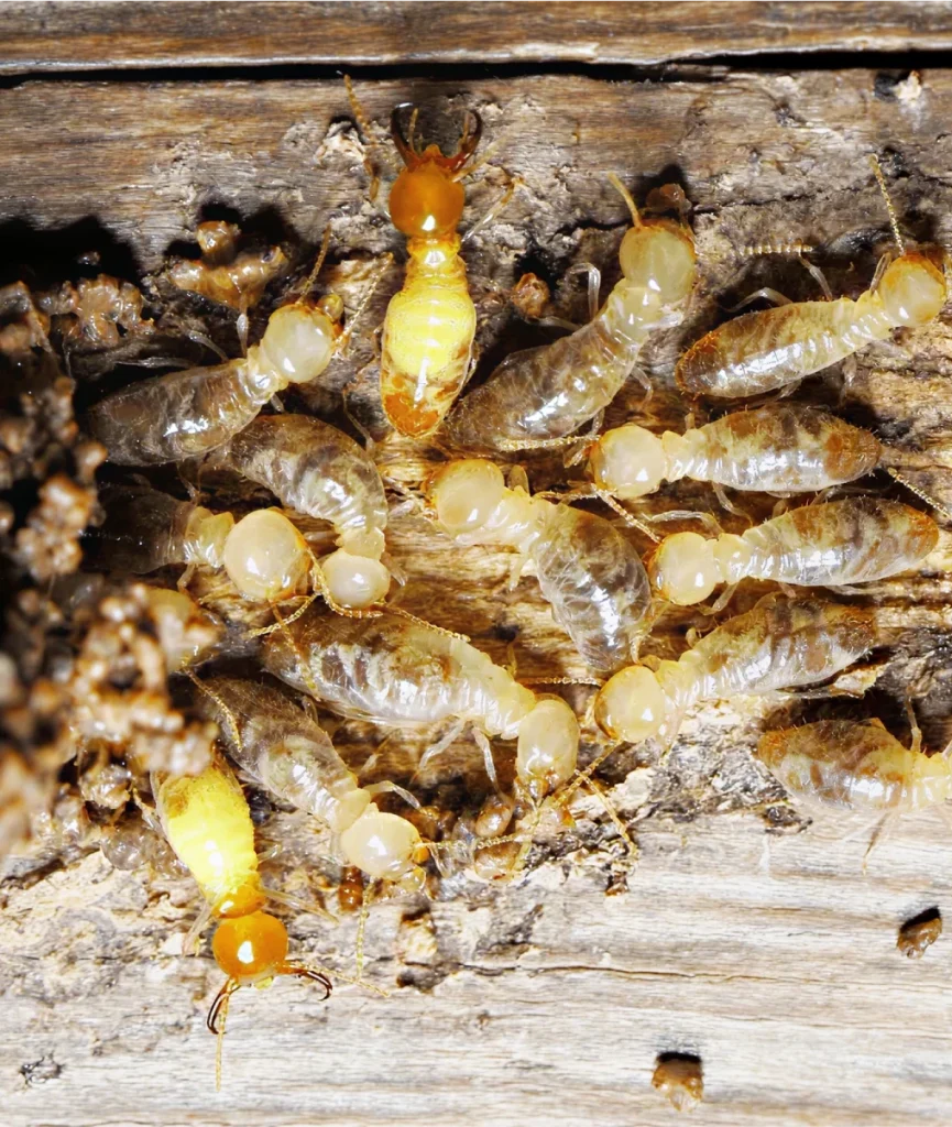 A close-up view of a termite colony, showing several worker termites and a soldier termite