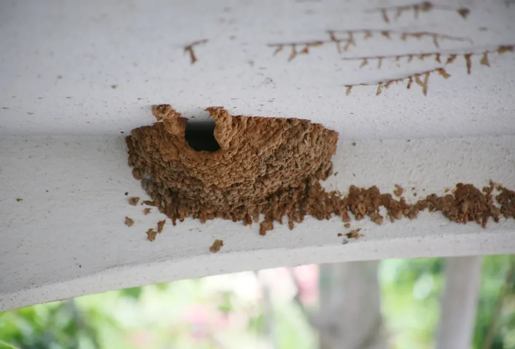 Close-up of a termite mud tube and nest structure built along the white wooden trim of a home's exterior
