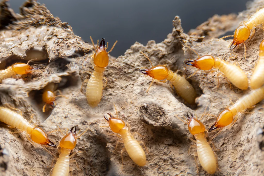 A group of worker termites crawling on a piece of damaged, decaying wood
