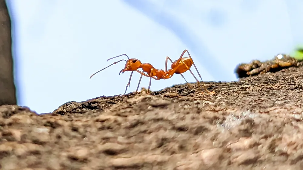 A fire ant is shown in profile as it crawls across the rough, textured surface of a brown tree branch