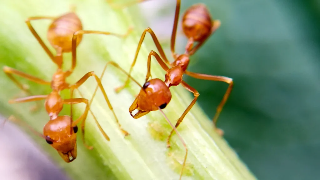 A close-up of two red weaver ants on a light green plant stem