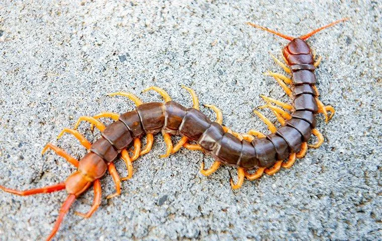 A large, brown and orange centipede with many yellow legs crawling on a grey stone surface.