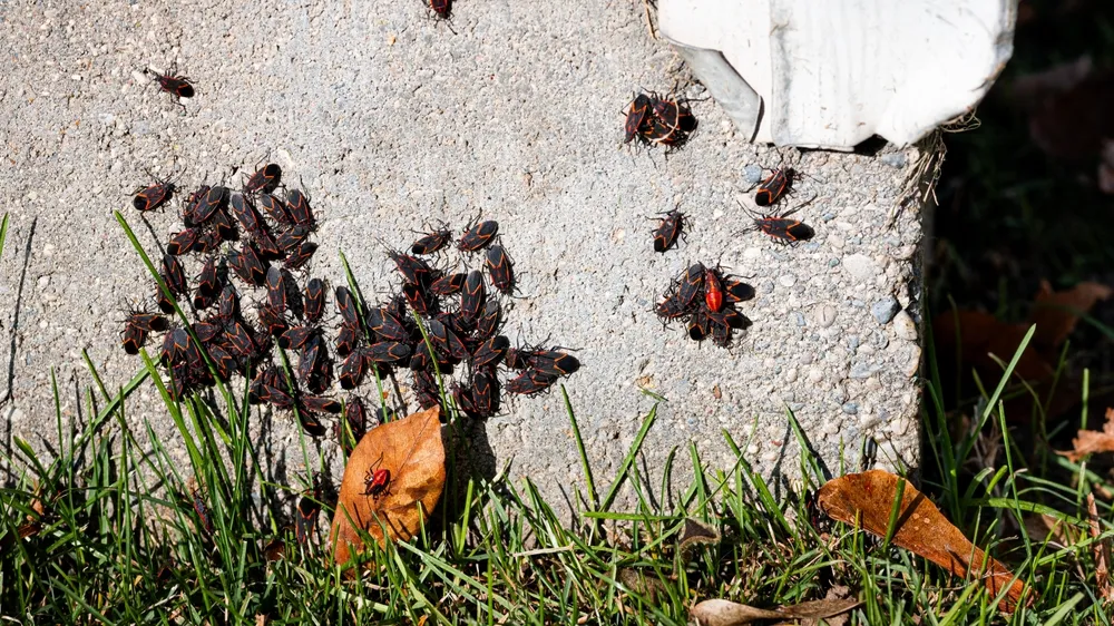 A group of boxelder bugs on the foundation of a house