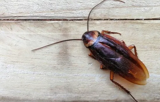 Smoky brown cockroach