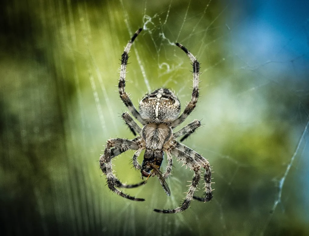 A macro shot of a spotted orb-weaver spider with a grey, hairy body and banded legs, shown hanging in its web while consuming prey.