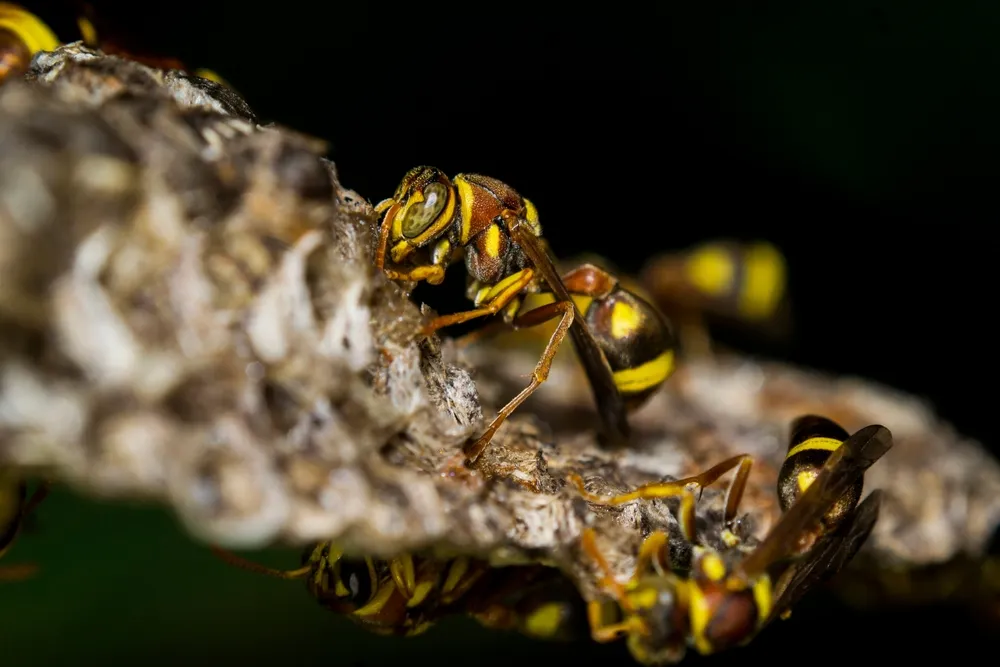 Several yellow-and-black paper wasps crawling on a textured nest