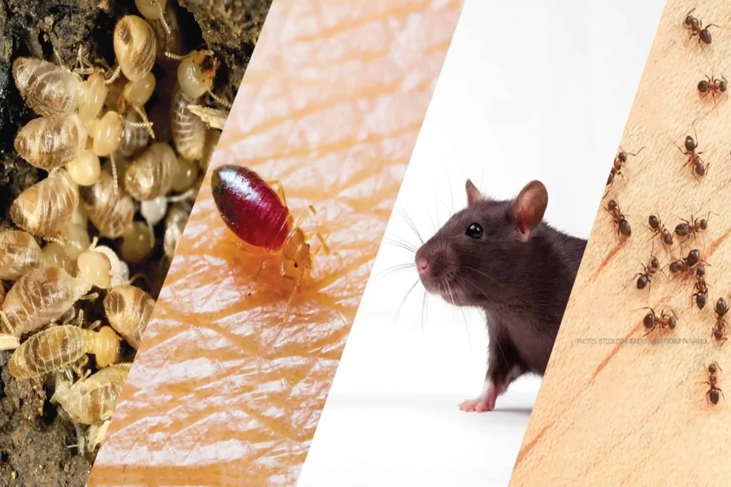 Collage of pests: bedbugs, a close-up of a bug, a rat, and ants on a surface.