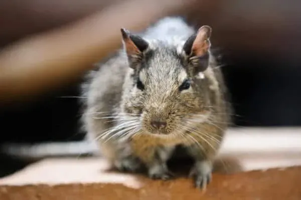 Close-up of a rodent with whiskers, sitting on a wooden surface.