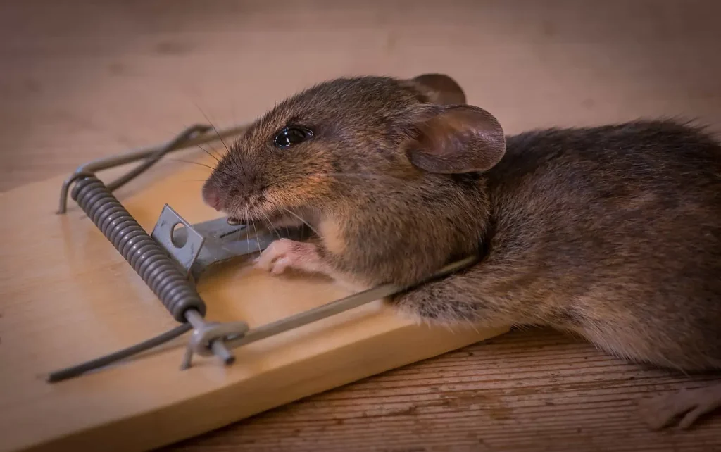 A mouse caught in a wooden rodent trap on a wooden surface.
