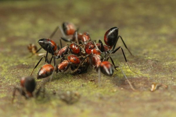 Ants pest infestation
