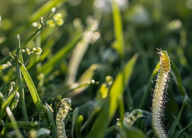 Sod webworms in Lawn