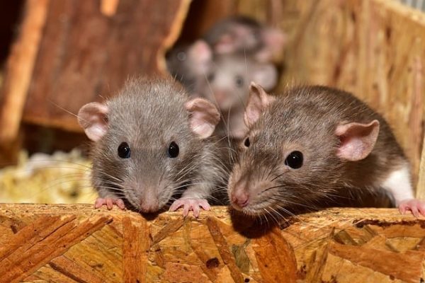 What-is-a-roof-rat.jpg Roof Rats